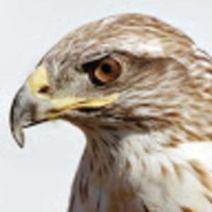 Meet your Posher, Austin-hawk